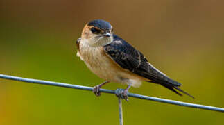 Red-rumped Swallow