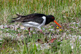 Eurasian Oystercatcher