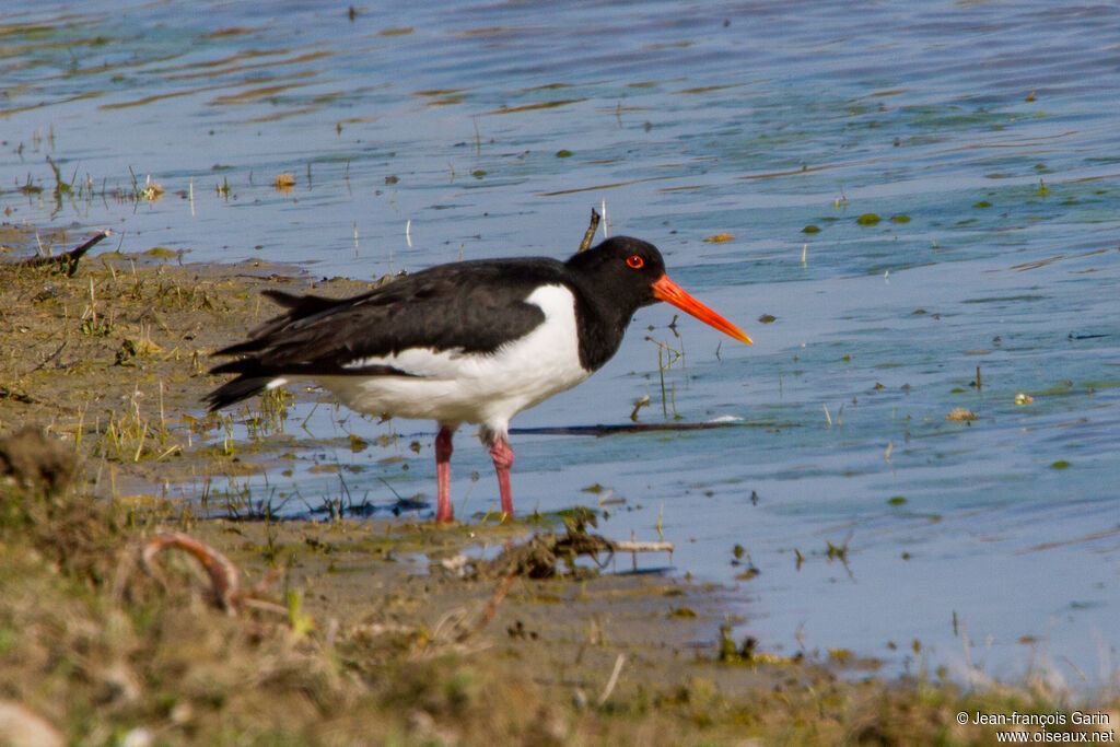 Eurasian Oystercatcher