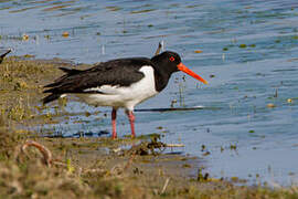 Eurasian Oystercatcher