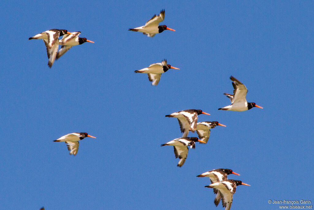 Eurasian Oystercatcher, Flight