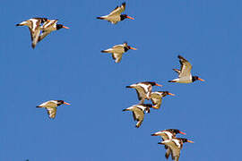 Eurasian Oystercatcher