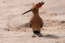 Eurasian Hoopoe