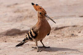 Eurasian Hoopoe