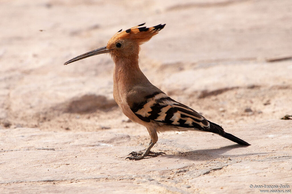 Eurasian Hoopoe