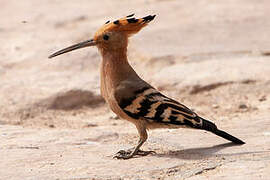 Eurasian Hoopoe