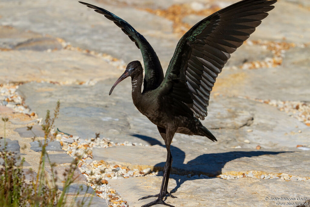 Ibis falcinelle