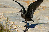 Ibis falcinelle