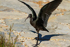 Glossy Ibis