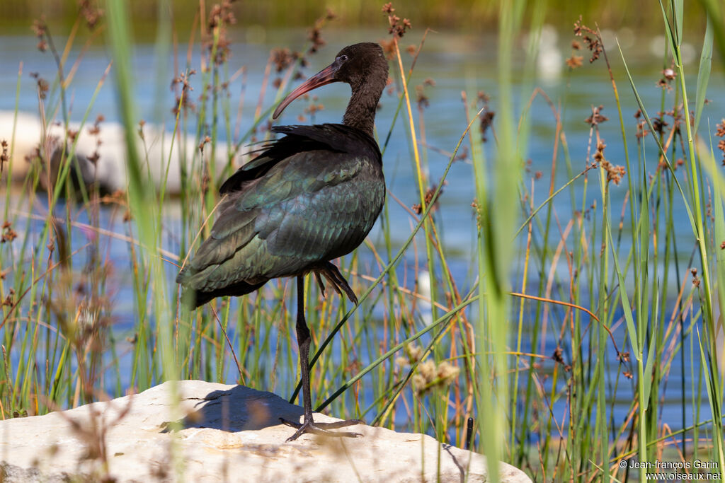 Glossy Ibis