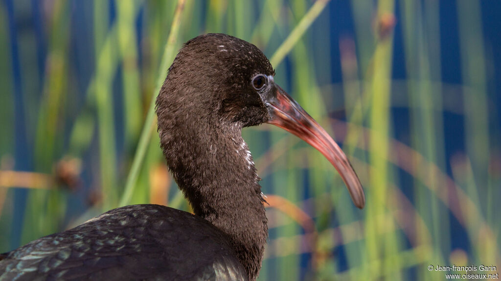 Ibis falcinelle