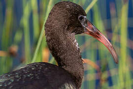 Glossy Ibis