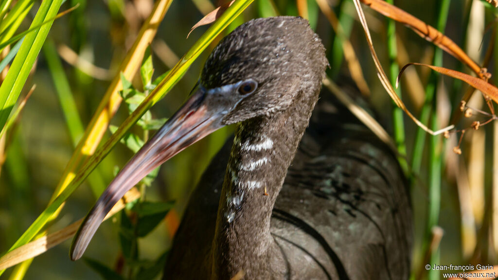 Glossy Ibis