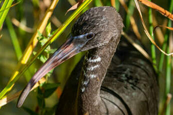 Ibis falcinelle