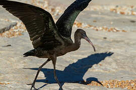 Glossy Ibis