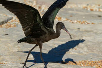 Ibis falcinelle