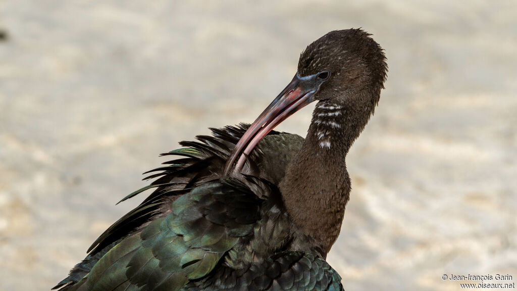 Ibis falcinelle