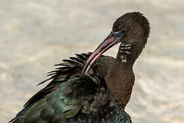 Glossy Ibis