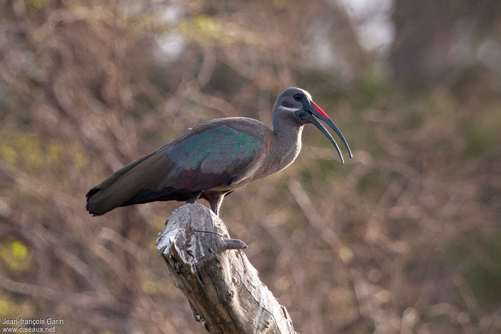 Ibis hagedashadulte, identification