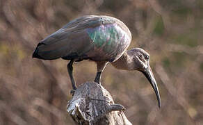 Hadada Ibis