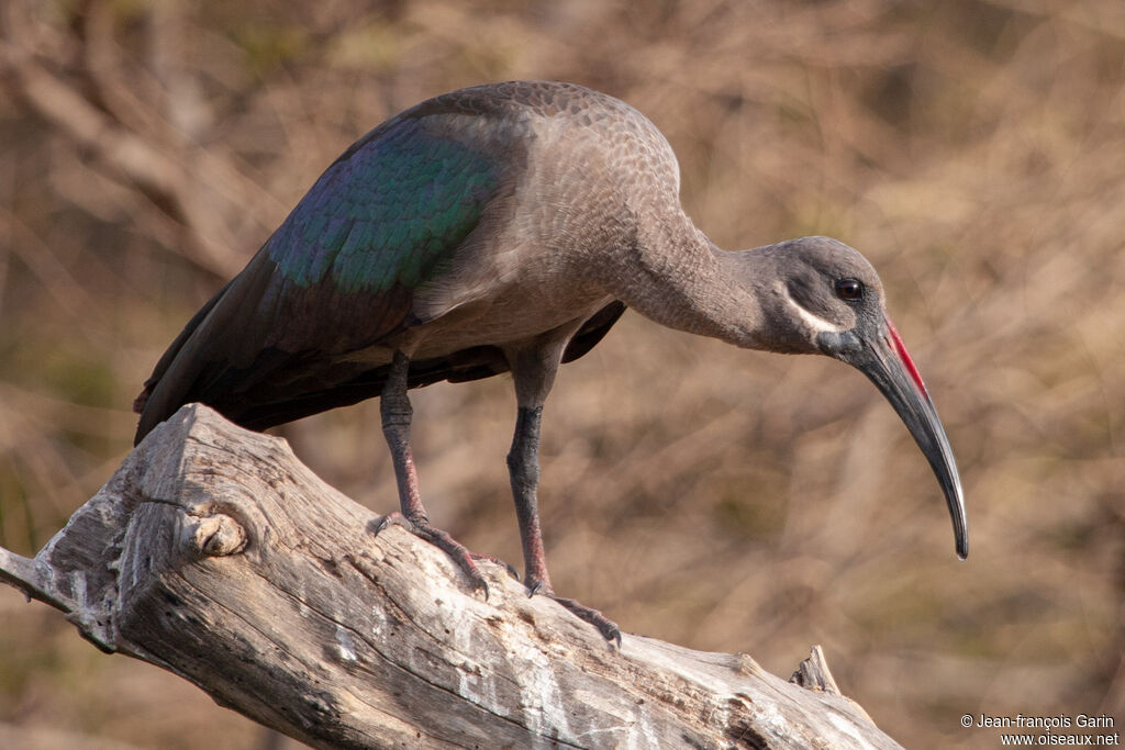 Ibis hagedash