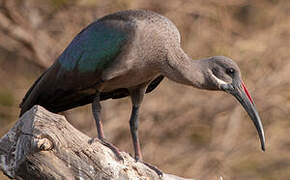 Hadada Ibis