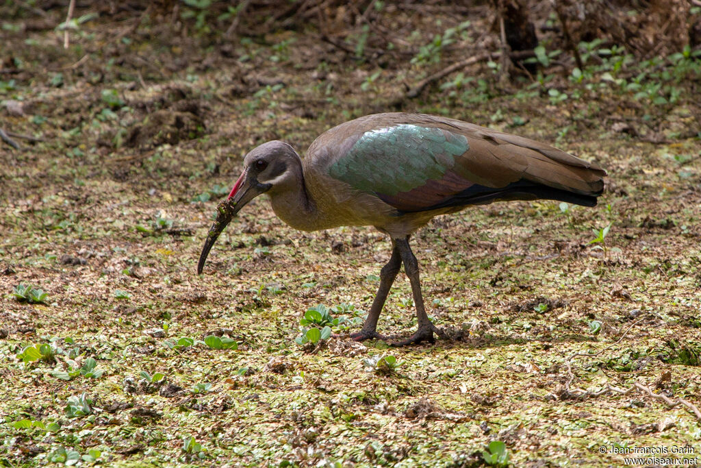 Hadada Ibis