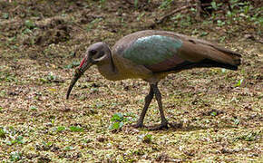 Hadada Ibis