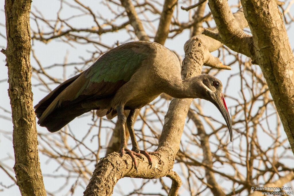 Hadada Ibis