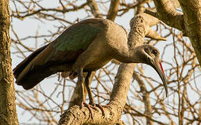 Hadada Ibis