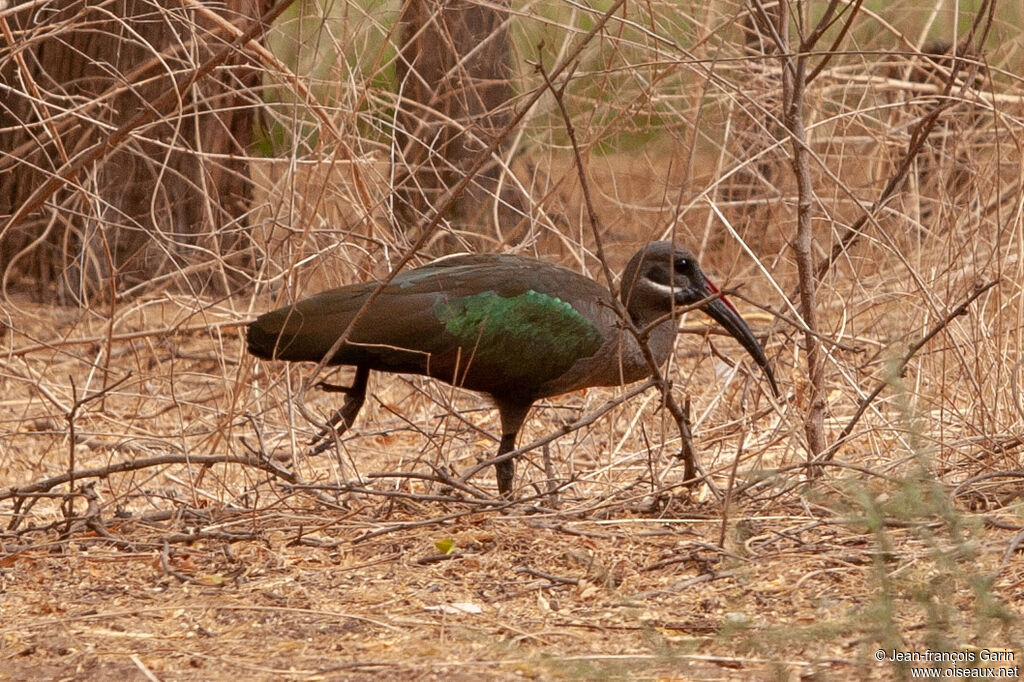 Ibis hagedash