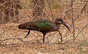 Hadada Ibis