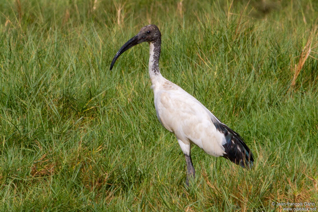 African Sacred Ibis