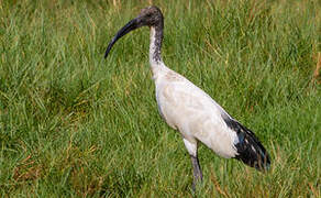 African Sacred Ibis