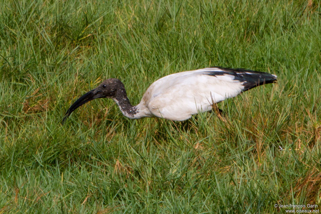 Ibis sacré