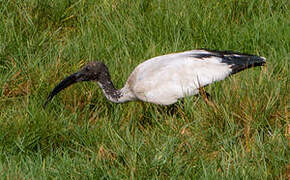 African Sacred Ibis