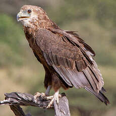 Bateleur des savanes