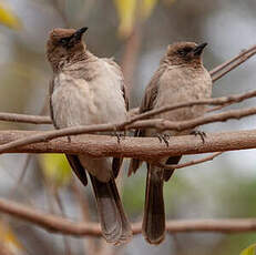 Bulbul des jardins