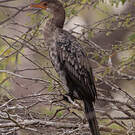 Cormoran africain