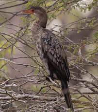 Cormoran africain