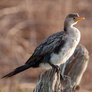 Cormoran africain