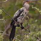 Cormoran africain
