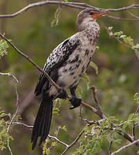 Cormoran africain