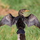 Cormoran africain