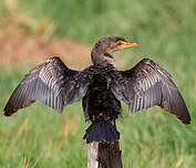 Cormoran africain