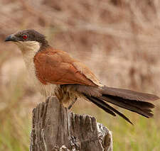 Coucal du Sénégal