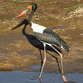 Jabiru d'Afrique