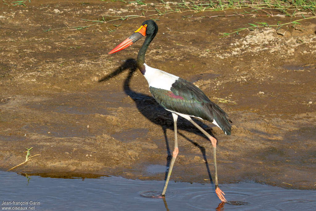 Jabiru d'Afrique femelle adulte, identification