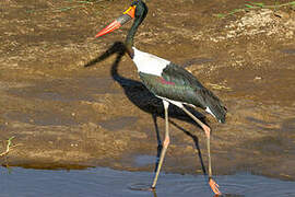 Saddle-billed Stork