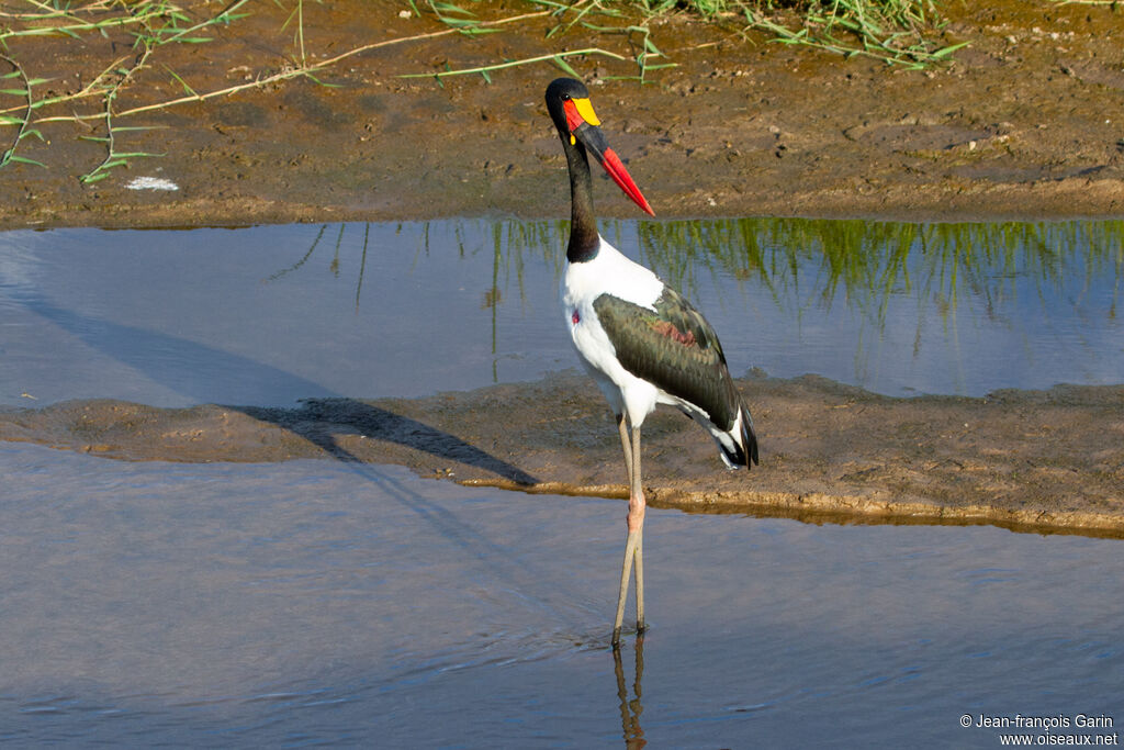 Saddle-billed Stork male